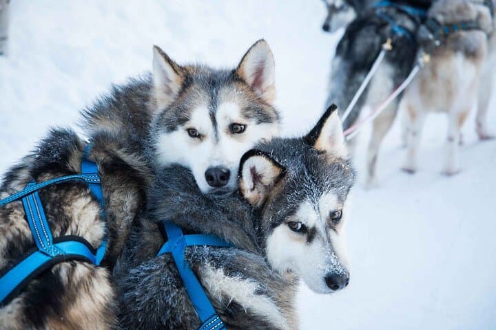 Rovaniemi Husky Sled Ride with Professional Photographer photo 2