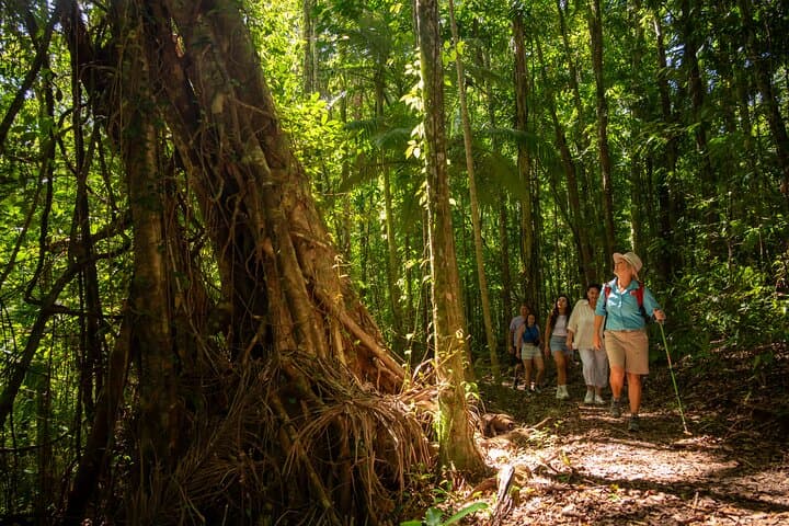 Cedar Creek Falls Rainforest Bushwalk from Airlie Beach — Eco Adventure photo 3