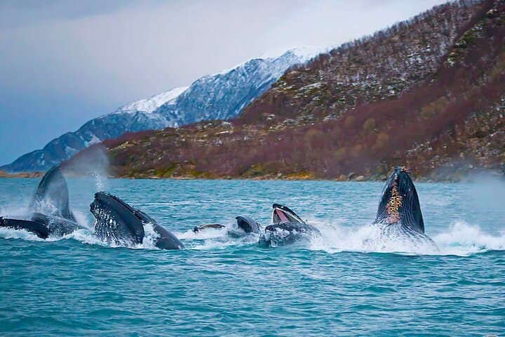 Tromsø Winter Whale Watching Cruise aboard MS Alba photo 2