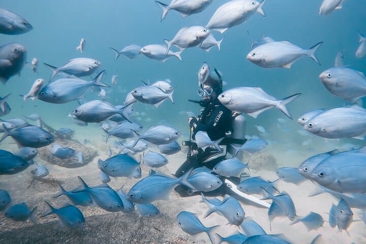 Goat Island Guided Shore Dive — Kelp Forests, Eagle Rays & Macro Caves photo 3