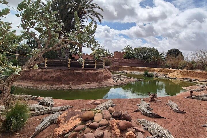 Inside Crocoparc Agadir: Explore 300 Nile Crocodiles, Giant Tortoises & Lush Gardens