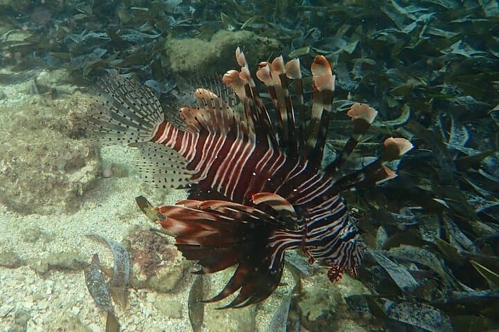 Mombasa Half-Day Dive: Shark Point & Green Turtle for Certified Divers photo 3