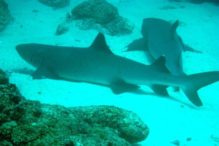 Mombasa Half-Day Dive: Shark Point & Green Turtle for Certified Divers photo 6