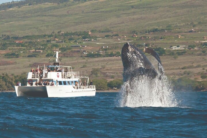 Maui Whale Watch from Lahaina Harbor: 2-Hour Humpback Experience