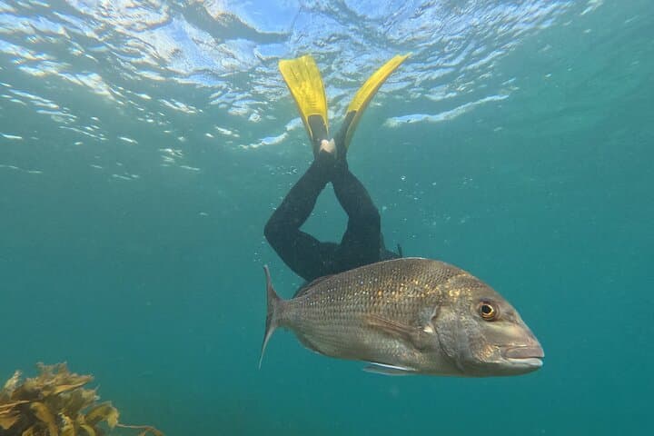 Advanced Snorkel at Goat Island Marine Reserve — Freedive with Blue Cod & Rays