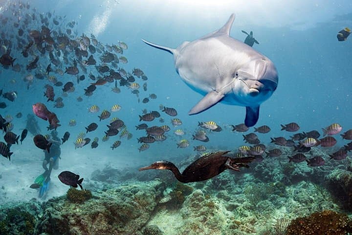 Dolphin House Snorkel Trip from Hurghada: Swim with Wild Dolphins & Red Sea Reefs photo 3