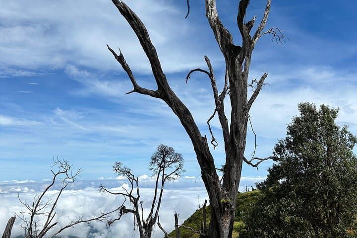Hiking Turrialba Volcano: Active Crater Trails & Regenerating Forest photo 4