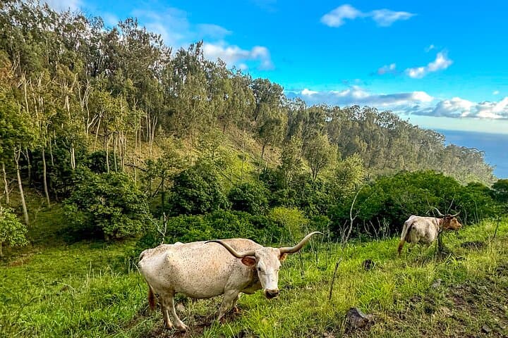 Sunshine Mountain Horseback Rides: Oahu's West Coast Vista Trail photo 4
