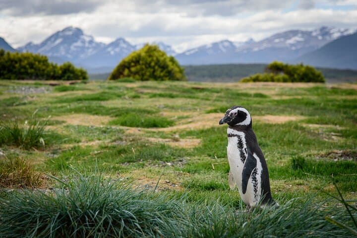 Beagle Channel Penguin Cruise from Ushuaia — Full-Day Boat Tour to Martillo Island