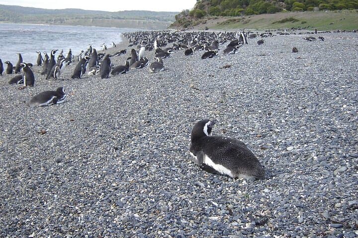 Beagle Channel Penguin Cruise from Ushuaia — Full-Day Boat Tour to Martillo Island photo 5