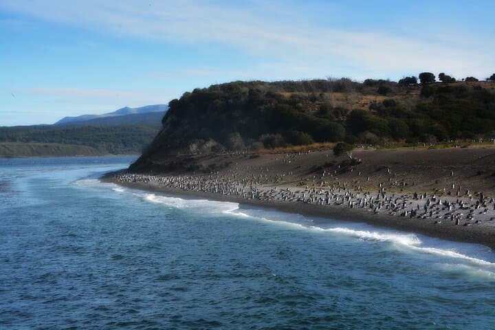 Beagle Channel Penguin Cruise from Ushuaia — Full-Day Boat Tour to Martillo Island photo 3