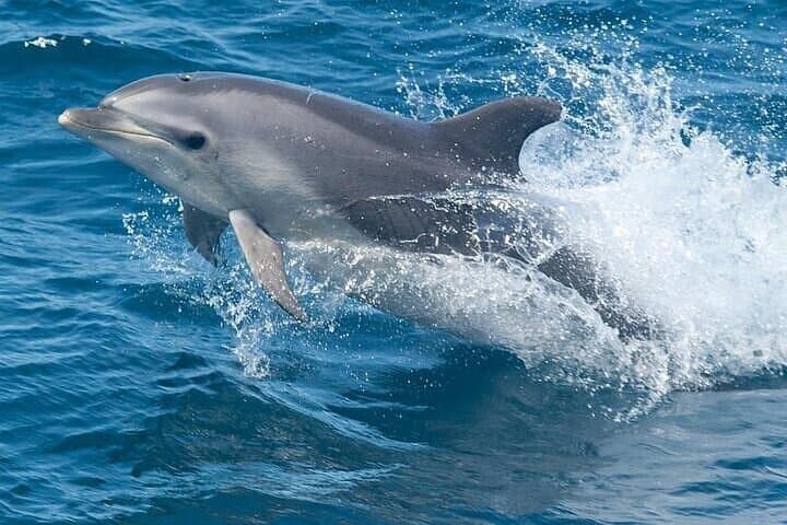 South Padre Island Dolphin Watching Tour — 90-Minute Laguna Madre Cruise