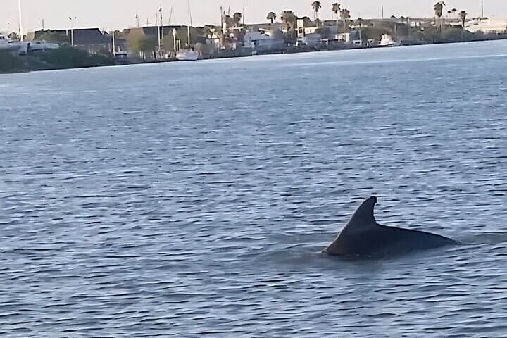 South Padre Island Dolphin Watching Tour — 90-Minute Laguna Madre Cruise photo 2