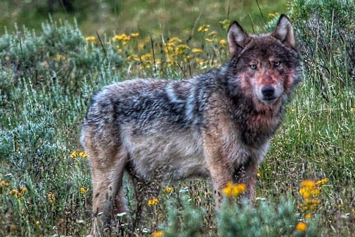 Yellowstone Private Sunset Wildlife Safari from West Yellowstone photo 6