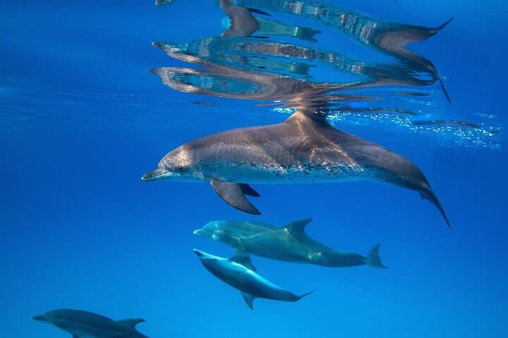 Hurghada Dolphin Photo Session — Responsible Photo Encounter with Transfer photo 2