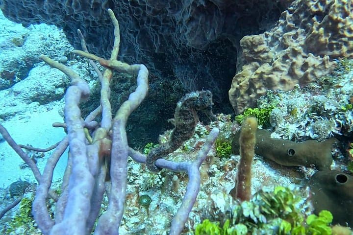 Cozumel 5-Day Private Dive Pack — Guided Reefs of Cozumel National Park photo 3