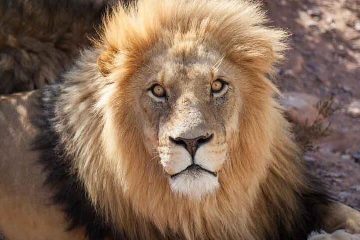 Full Day Aquila Big 5 Safari from Cape Town