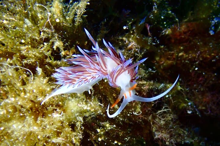 Scuba diving La Maddalena & Lavezzi: certified dives in Sardinia's marine park photo 4