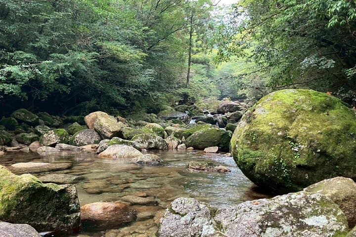 Jomon Cedar Adventure: Full-Day Hike to Yakushima's Ancient Trees photo 4