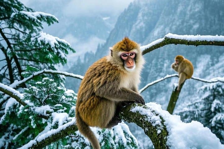 Mount Emei Golden Summit Private Day Tour from Chengdu photo 6