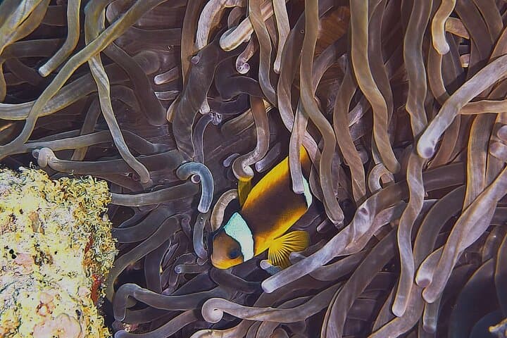 Beginner Scuba Dive in Aqaba's Red Sea | PADI 5-Star Experience photo 4