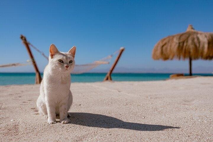 Hurghada to Hula Hula Island: Giftun Island Snorkel & Beach Day Trip photo 3