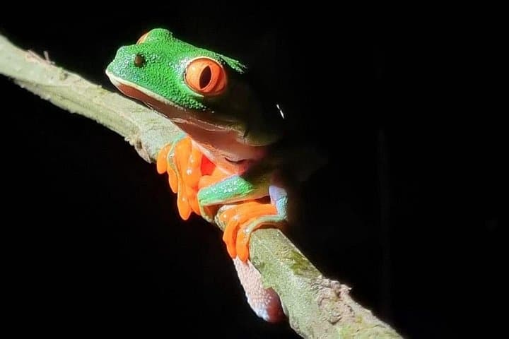 Tortuguero Night Walk with Local Guides — Rainforest Wildlife After Dark