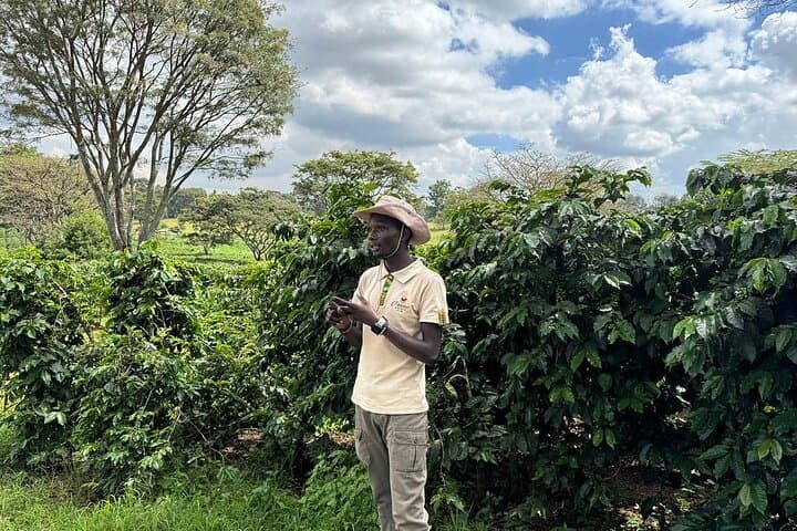 Fairview Coffee Farm Tour: Nairobi Farm-to-Cup Experience at the Highlands photo 2