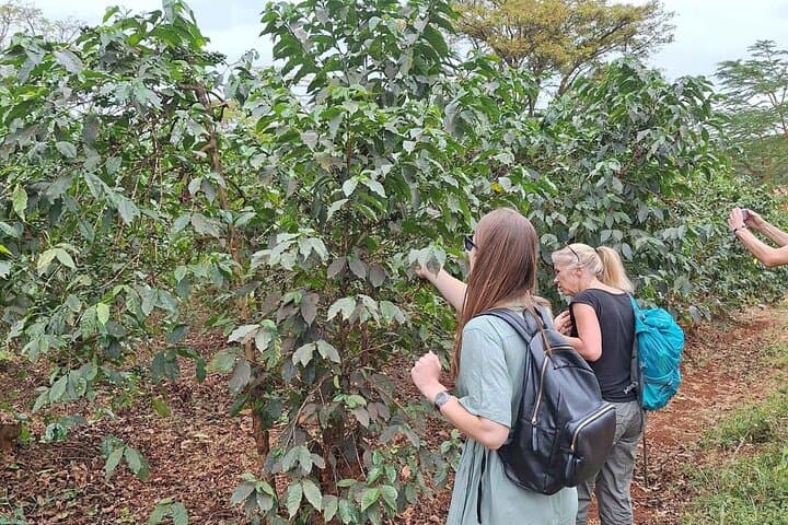 Fairview Coffee Farm Tour: Nairobi Farm-to-Cup Experience at the Highlands photo 5
