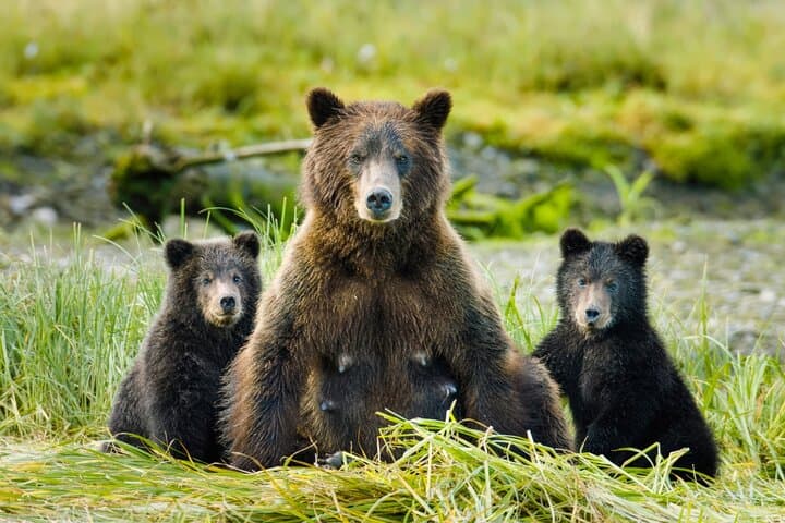 Sitka Wildlife Photography Boat Workshop: Capture Whales, Otters & Eagles photo 3