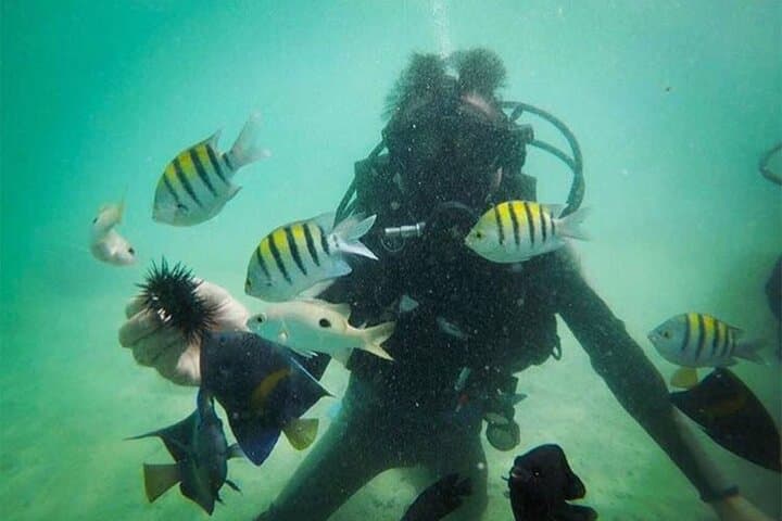 Jumeirah Scuba Dive: Guided Underwater Adventure Off Dubai's Coast photo 4