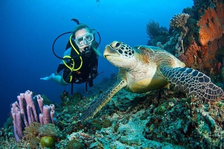 Jumeirah Scuba Dive: Guided Underwater Adventure Off Dubai's Coast