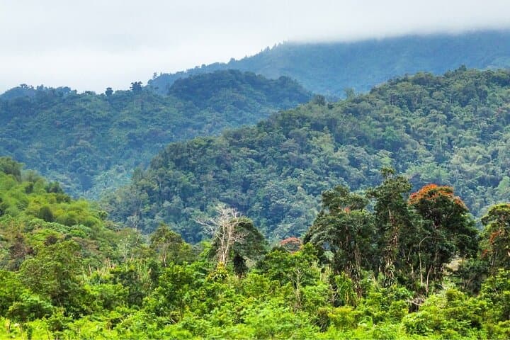 3-Day Manu Amazon Experience: Manu Lodge Wildlife & Macaw Clay Lick photo 6