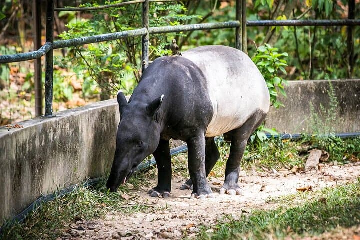 Zoo Negara & Panda Conservation Centre Tickets — Close-Up Wildlife Experience in Kuala Lumpur photo 2