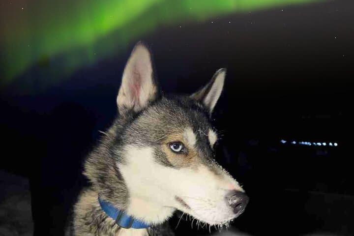 Rovaniemi Dog Sledding and Northern Lights Evening Adventure