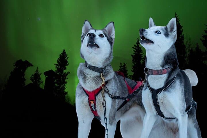 Rovaniemi Dog Sledding and Northern Lights Evening Adventure photo 3