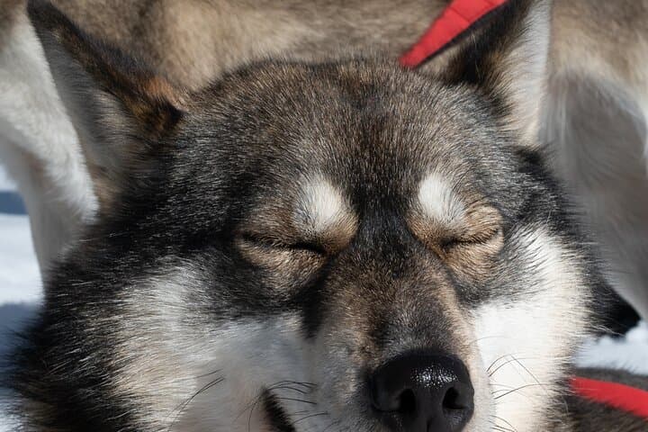 Rovaniemi Dog Sledding and Northern Lights Evening Adventure photo 4