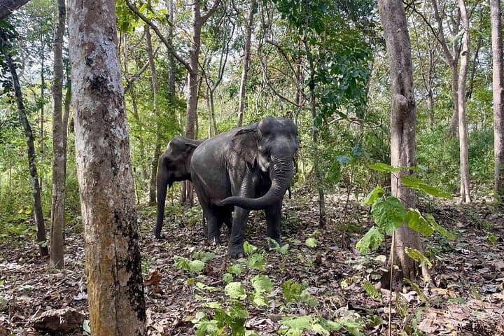 Yok Don Elephant Sanctuary: Rescue Center and Don Village Cultural Tour