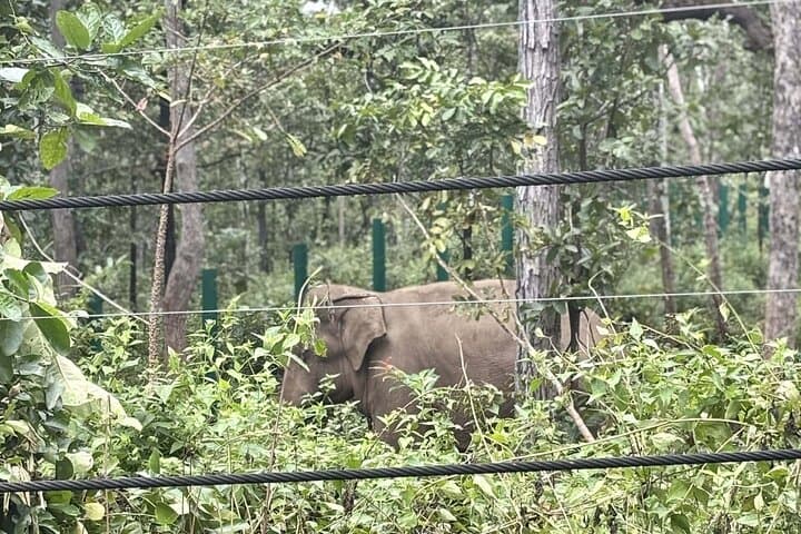 Yok Don Elephant Sanctuary: Rescue Center and Don Village Cultural Tour photo 3