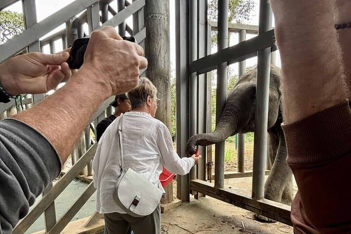 Yok Don Elephant Sanctuary: Rescue Center and Don Village Cultural Tour photo 4