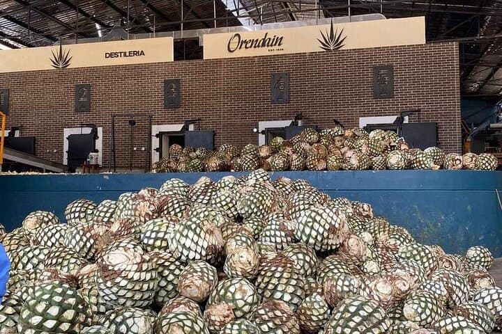 Private Tequila Tour: Agave Fields, Distillery Tasting & Cantaritos Celebration photo 5