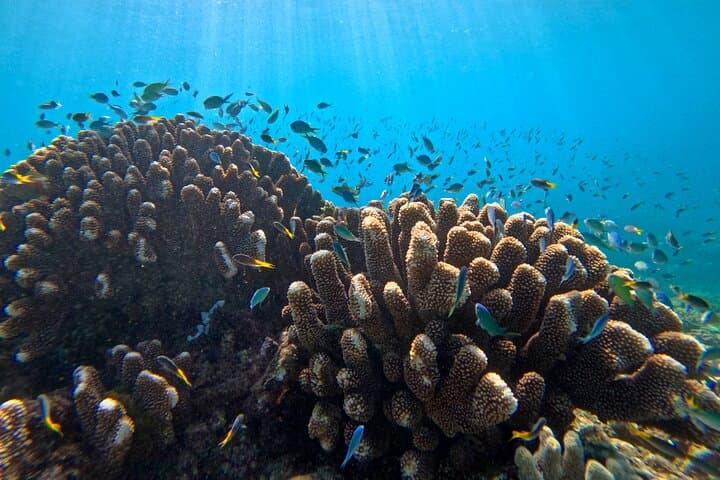 Cairns Great Barrier Reef Snorkel & Scenic Flight — Upolu Reef and Michaelmas Cay photo 2