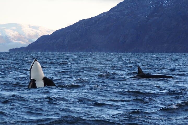 Arctic Whale-Watching Camp: 3 Nights on Seiland in Altafjord photo 3
