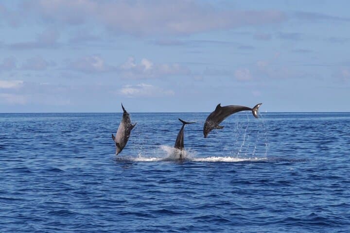 Private Whale & Dolphin Watching Tour on Terceira Island, Azores photo 3