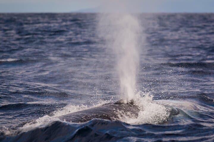 Terceira Private Whale-Watching and Dolphin Swim to Ilhéus das Cabras photo 2