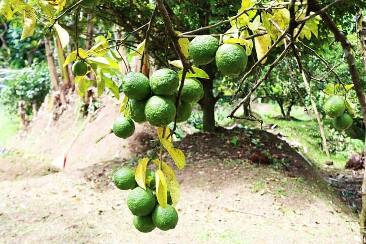 Soufriere Farm-to-Table Experience: Pitons, Cocoa Tea & Creole Lunch photo 6
