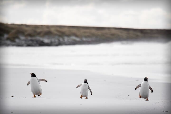 Bertha's Beach Penguin Viewing: Guided Gentoo Colony Tour from Stanley photo 2