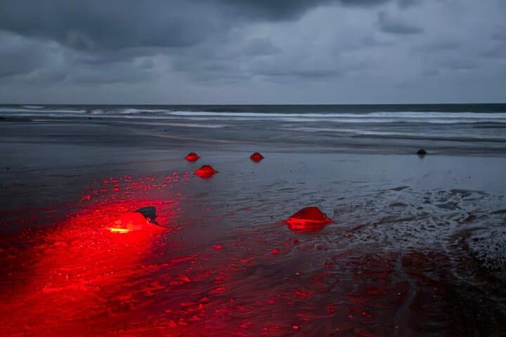 Samara Sea Turtle Nesting & Hatching Tour at Corozalito (Night Walk) photo 6