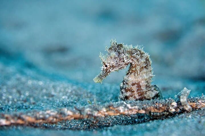 Private Madeira Scuba: Ponta de São Lourenço Two‑Dive Experience photo 3