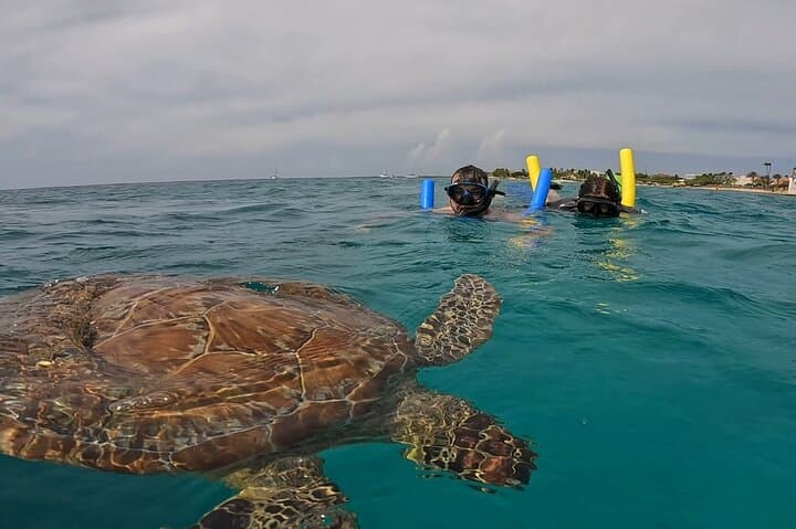 Private Aruba Snorkel with Turtles: Small-Group Marine Encounter photo 4